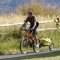 remorque pour vélo