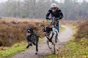Laisse velo pour chien et CaniVTT