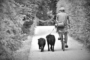 Faire du vélo avec son chien