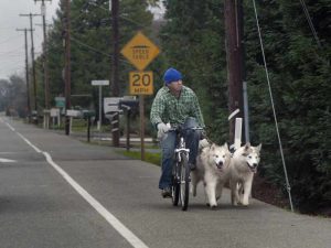 laisse pour chien velo husky et chien de traineau