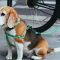 Chien attaché laisse vélo