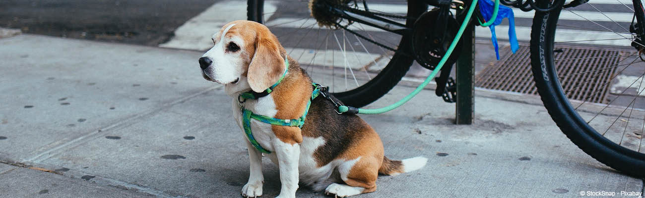 Harnais chien de sécurité voiture - Accessoires de sécurité - Natur'animo -  Notre passion, vos animaux !