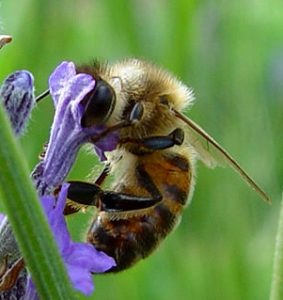 abeille