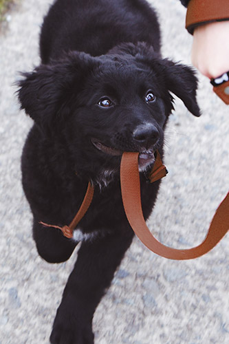 Faire du vélo avec un chien accessoires WALKY DOG - DOGFRENCHTOUCH