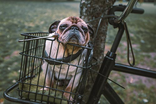 Dressage d'un chien pour qu"il reste assis dans le panier du vélo
