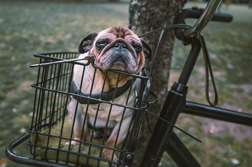 Faire du vélo avec un chien accessoires WALKY DOG - DOGFRENCHTOUCH