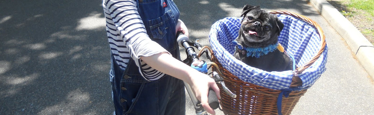 Comment faire du vélo avec son chien en sécurité