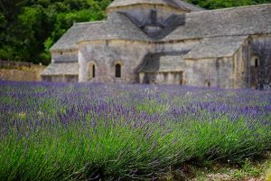 Un champ de lavande en Provence