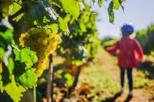 Les vignobles du Cognac sur la Flow Vélo en Nouvelle-Aquitaine