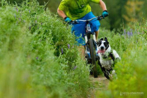 balade avec son chien à vélo