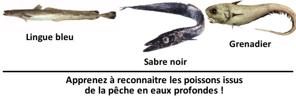 Apprenez à reconnaitre les poissons issus de la pêche en eaux profondes !