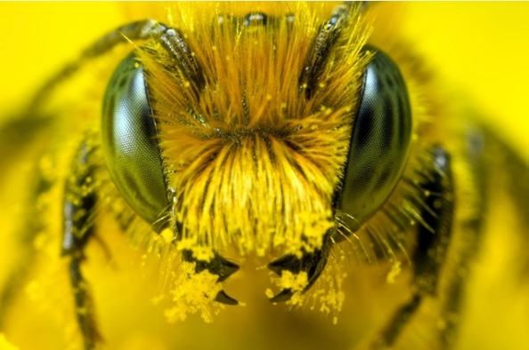 Écologie : le déficit d’abeilles en Europe, un risque pour l’environnement