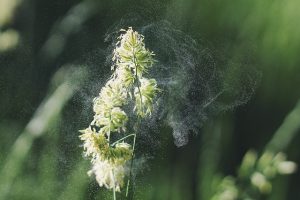 Le pollen, un incontournable du printemps