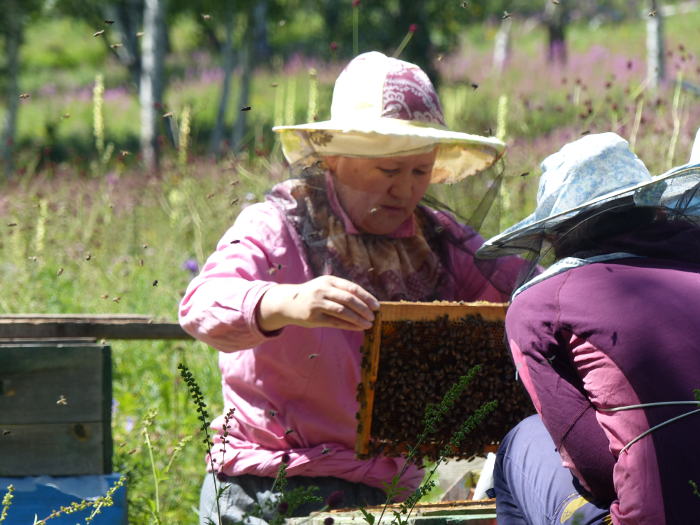 Abeilles et voyage à vélo pour A Bee'Cyclette