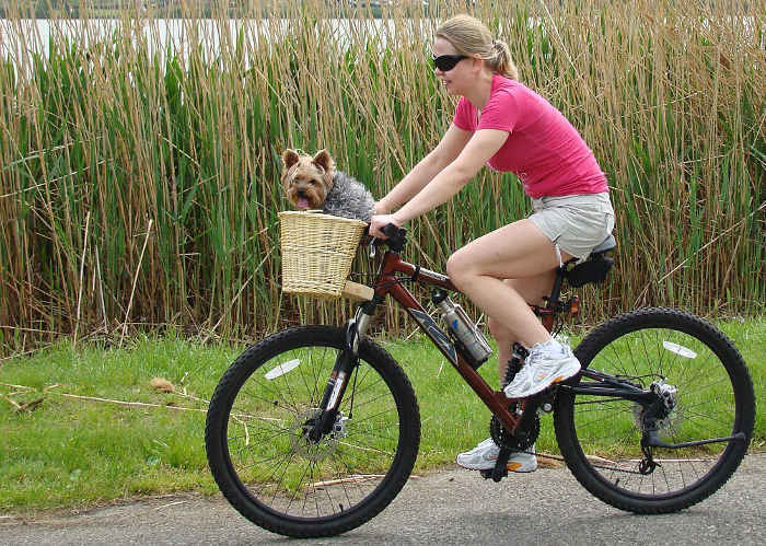 Faire du vélo avec son chien