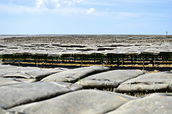 Paysage de Charente Maritime sur la vélodyssée