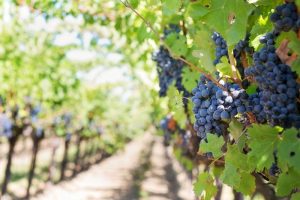 Vignobles de raisins rouges