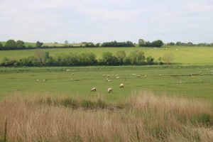 balade-a-velo-Mont-Saint-Michel-moutons-pre-sales