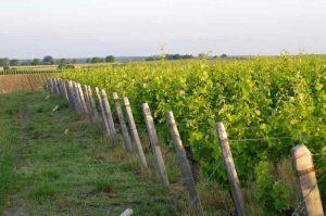 Vignes du Château de la Loire