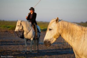 Chevaux en Camargue 