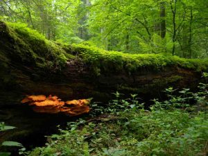 EuroVelo 2 : forêt en Bielorussie