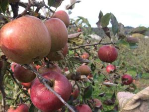 Des pommes sur la route des fruits