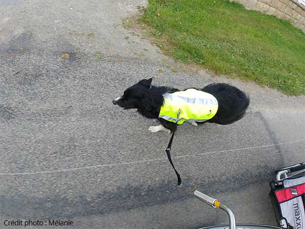 Chien de la famille tenu par une laisse vélo