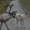 Traversée de Rennes sur l'île de Magerøya en Norvège sur l'EV 11