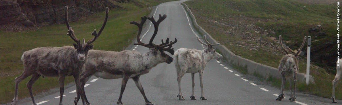 Traversée de Rennes sur l'île de Magerøya en Norvège sur l'EV 11