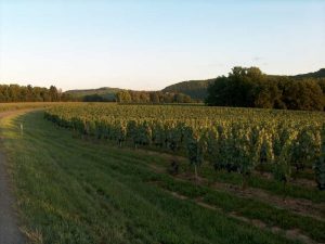 Rando vélo dans les vignobles de Cahors