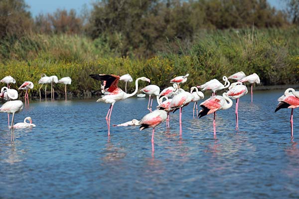 Les flamands rose en Camargue