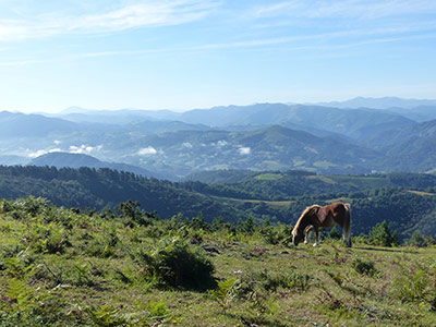 Les vallons verdoyants du Pays-Basque