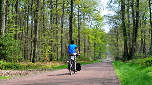 Des portions de la Vallée du Loir à vélo dans la forêt