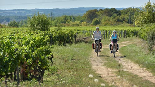 Dans les vignobles de la Vallée du Loir à vélo