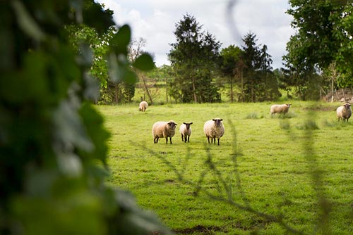 Moutons dans le bocage normand sur la Véloscénie