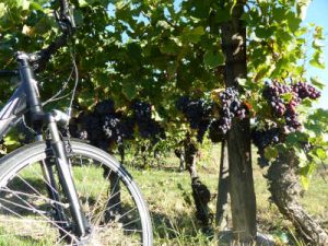 vignes bordelaises