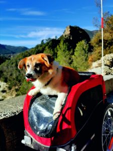 Le chien dans sa remorque à vélo