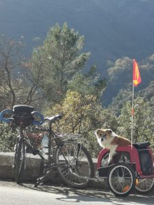 Chien dans sa remorque lors d'un voyage à vélo