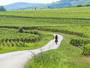 route des vins à vélo bourgogne