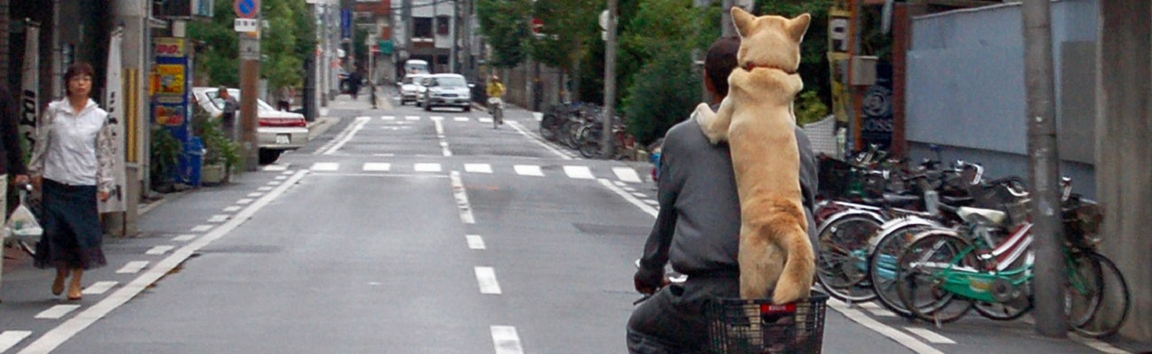 Chien à vélo dans une rue