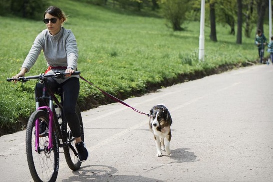 Chien en laisse à vélo.