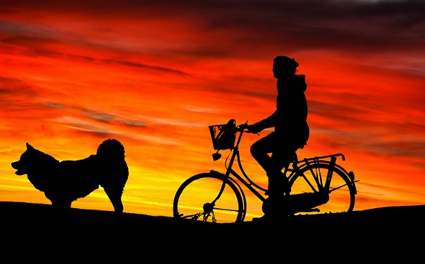 Coucher du soleil avec chien à vélo