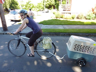 Chien dans une remorque vélo