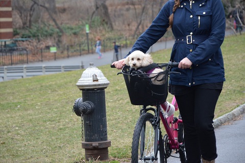 Panier vélo pour chien