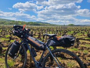 Vue d'un vélo gravel devant une étendue de vignes à perte de vue. 