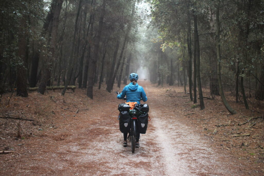 Un vélo équipé de sacoches est de dos, à l'arrêt , sur une route dans une forêt. Devant lui, un chevreuil traverse tranquillement.