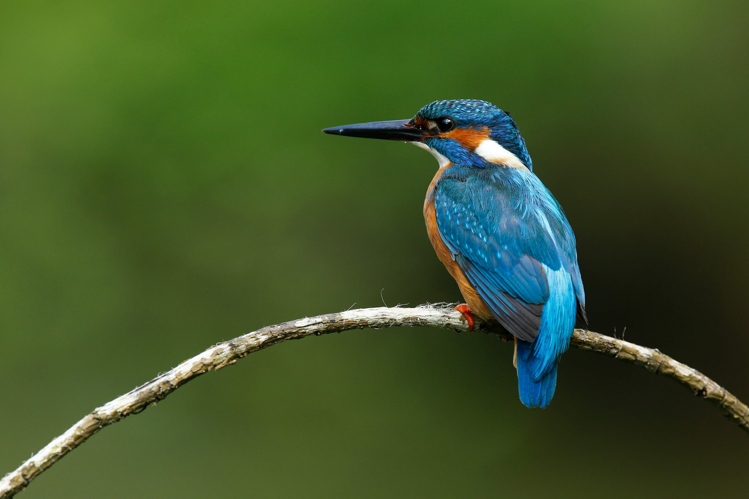Un martin pêcheur sur une branche